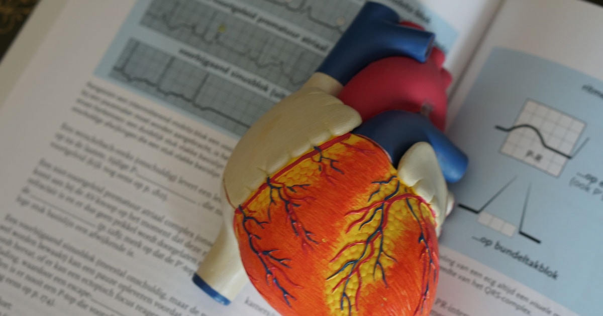 Heart model overlaying textbook